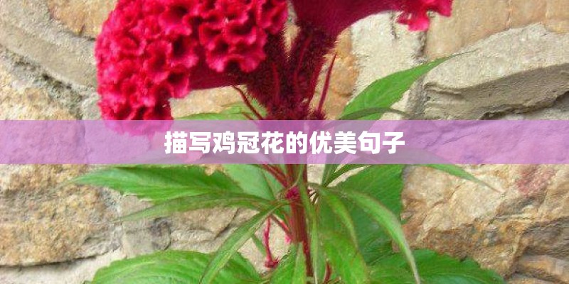 描写鸡冠花的优美句子