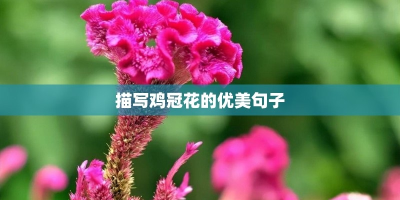 描写鸡冠花的优美句子
