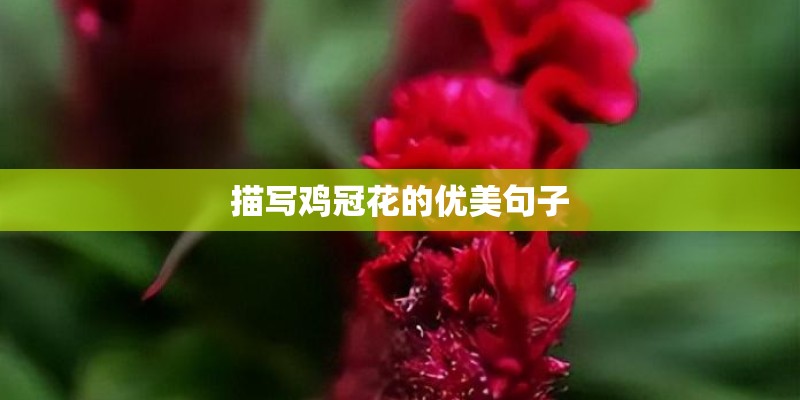 描写鸡冠花的优美句子