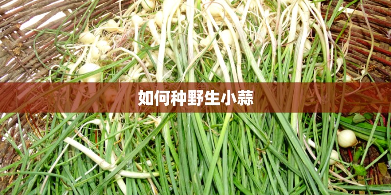 如何种野生小蒜