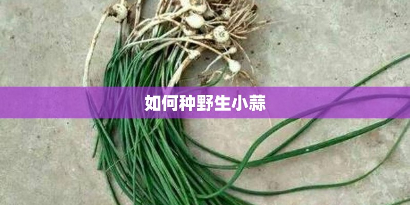 如何种野生小蒜