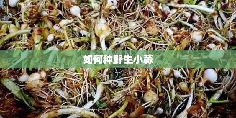 如何种野生小蒜
