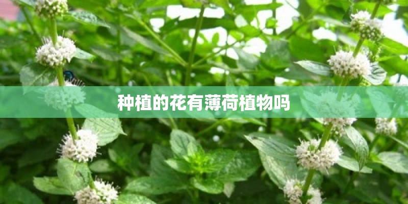 种植的花有薄荷植物吗