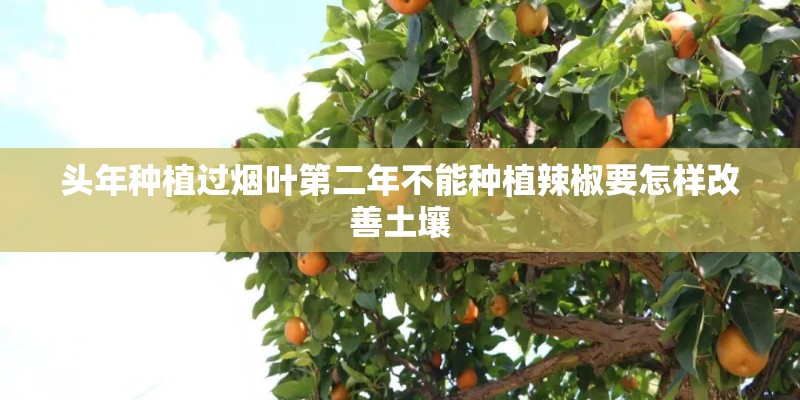 头年种植过烟叶第二年不能种植辣椒要怎样改善土壤