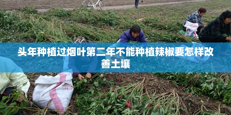 头年种植过烟叶第二年不能种植辣椒要怎样改善土壤