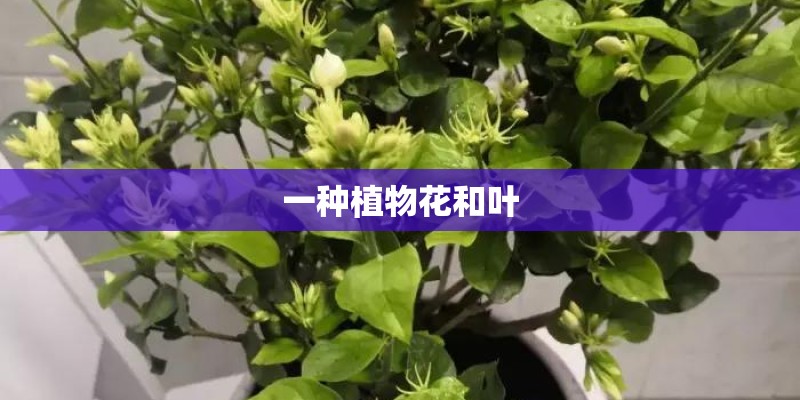 一种植物花和叶