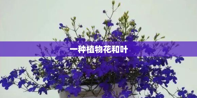 一种植物花和叶