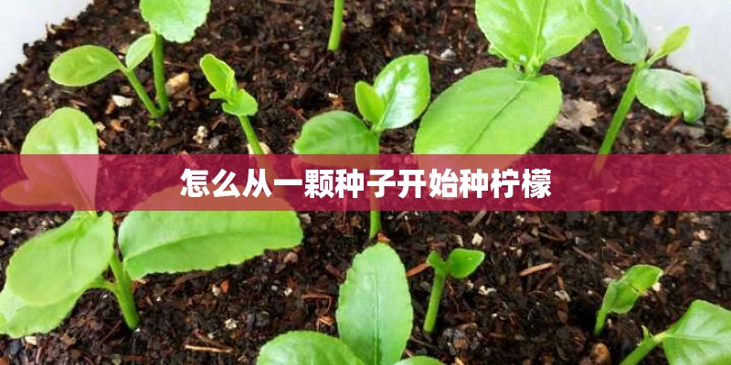 怎么从一颗种子开始种柠檬