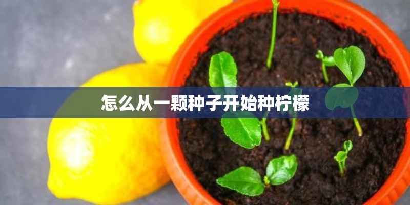 怎么从一颗种子开始种柠檬