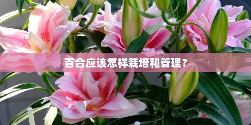 百合应该怎样栽培和管理？