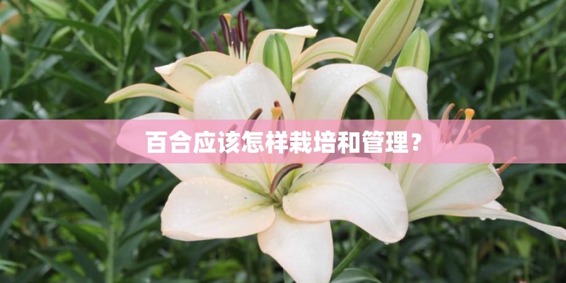 百合应该怎样栽培和管理？