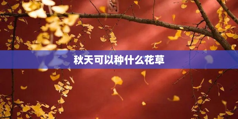 秋天可以种什么花草