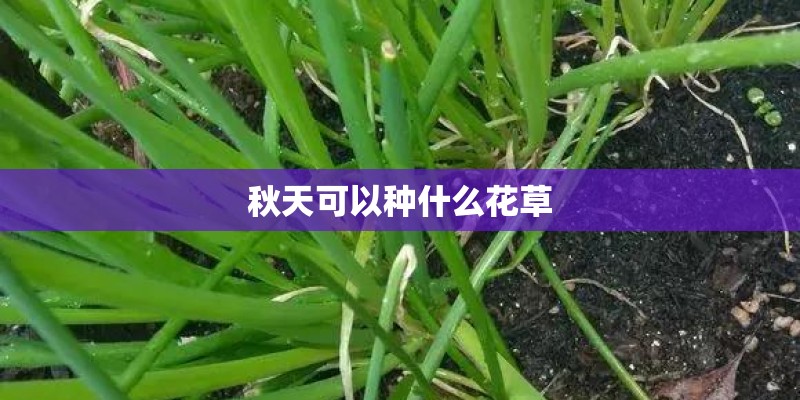 秋天可以种什么花草