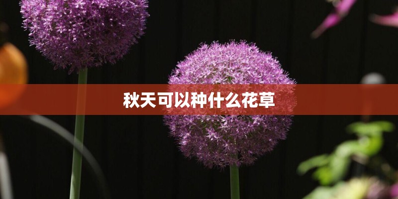秋天可以种什么花草