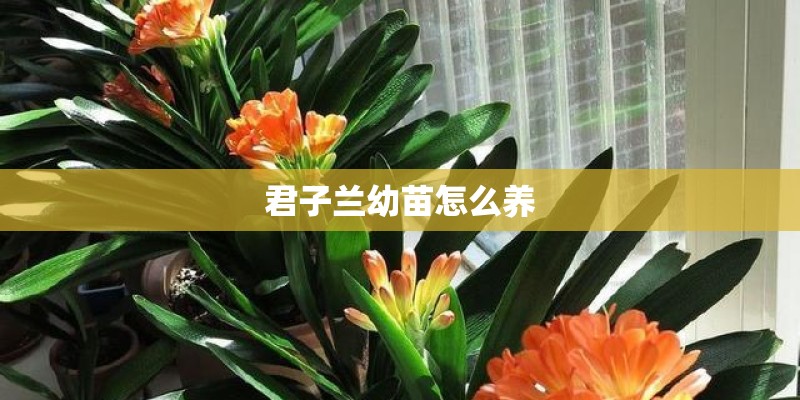君子兰幼苗怎么养