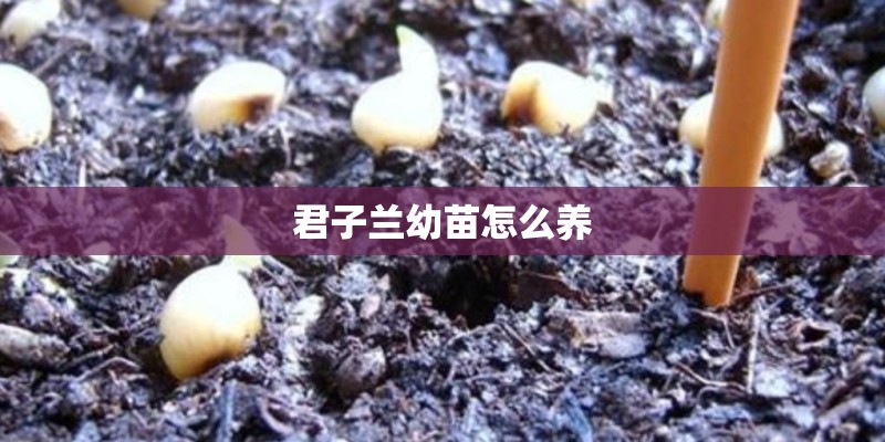 君子兰幼苗怎么养