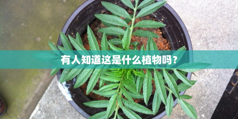 有人知道这是什么植物吗？