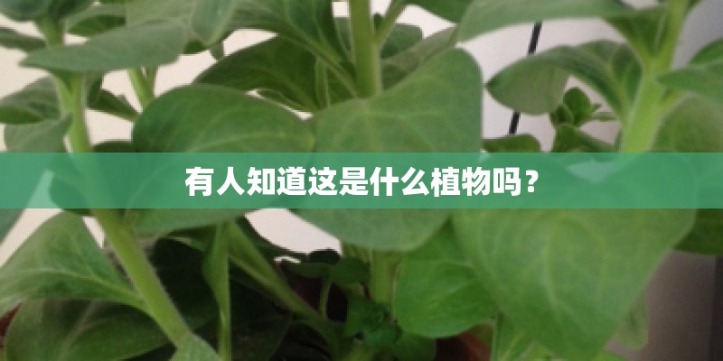 有人知道这是什么植物吗？
