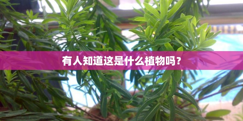 有人知道这是什么植物吗？