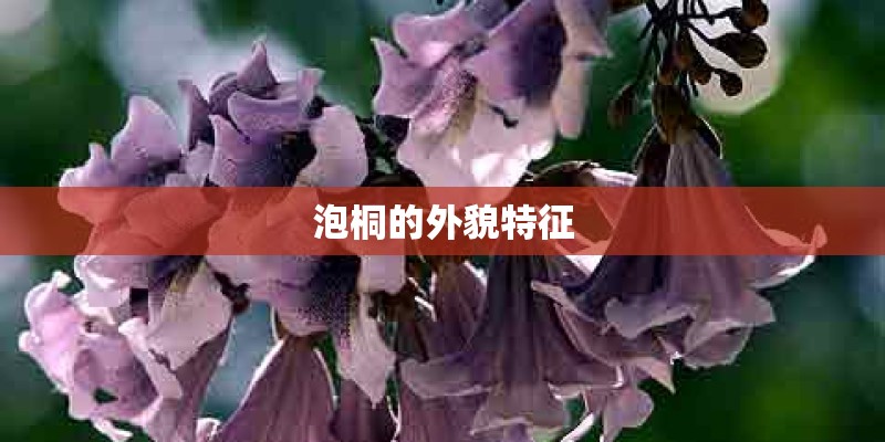 泡桐的外貌特征