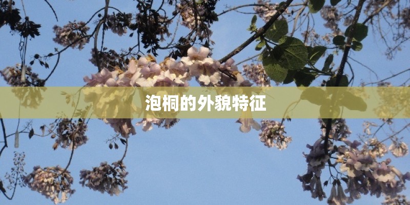 泡桐的外貌特征