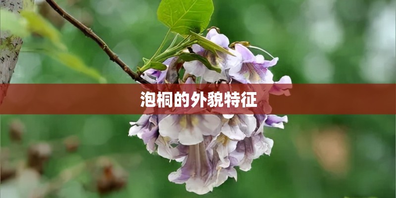 泡桐的外貌特征
