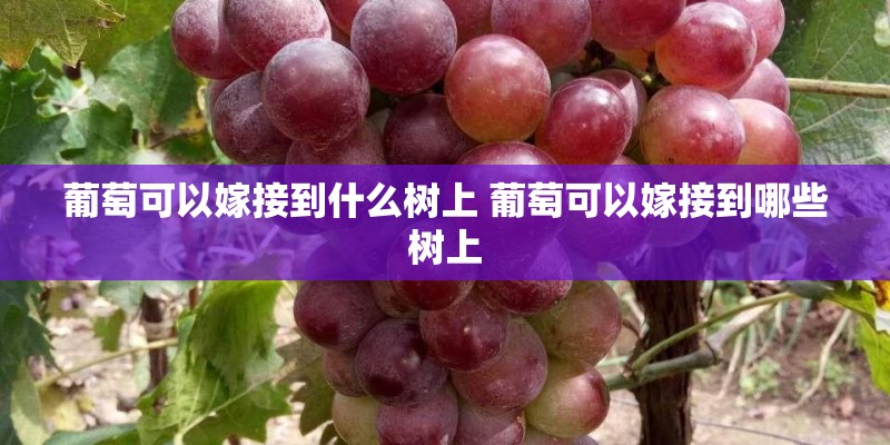 葡萄可以嫁接到什么树上 葡萄可以嫁接到哪些树上