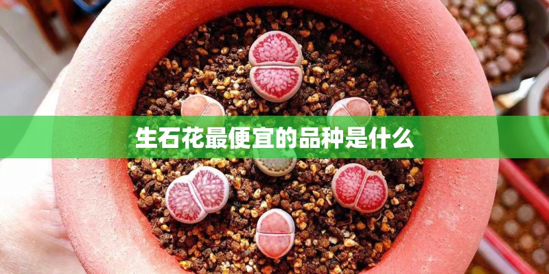 生石花最便宜的品种是什么