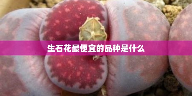 生石花最便宜的品种是什么