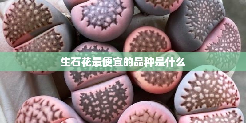 生石花最便宜的品种是什么
