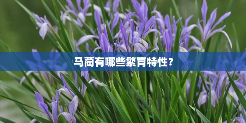 马蔺有哪些繁育特性？