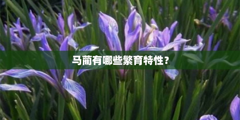 马蔺有哪些繁育特性？