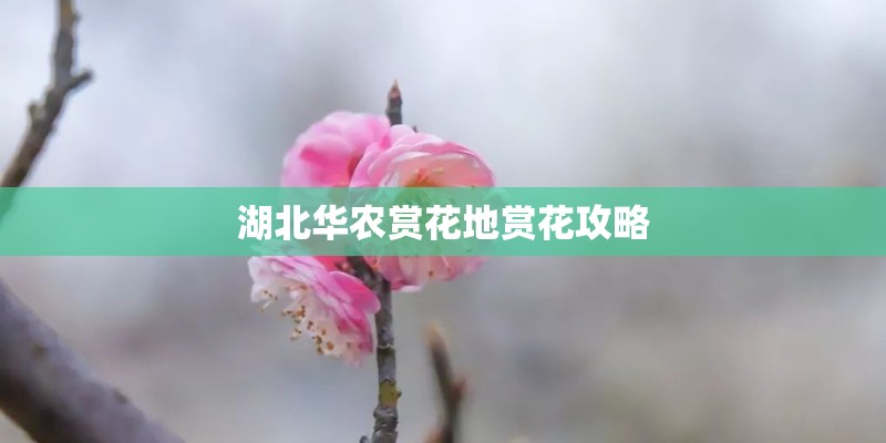 湖北华农赏花地赏花攻略