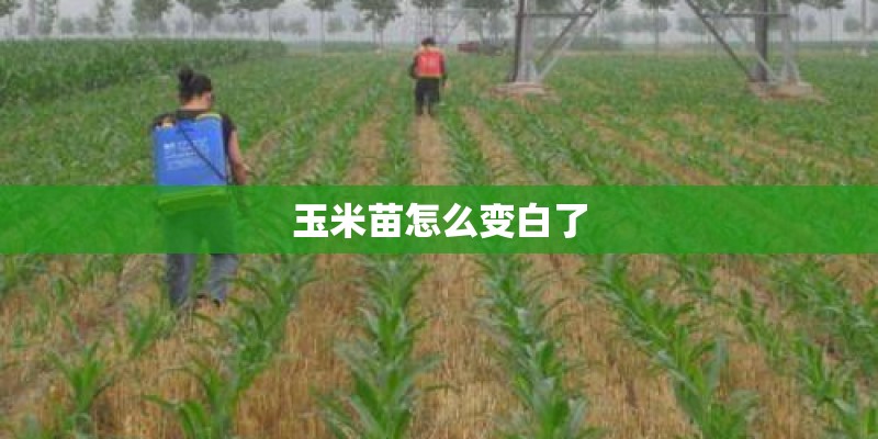 玉米苗怎么变白了