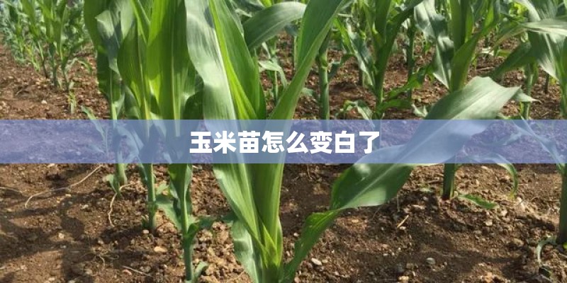 玉米苗怎么变白了