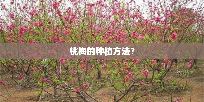 桃梅的种植方法？