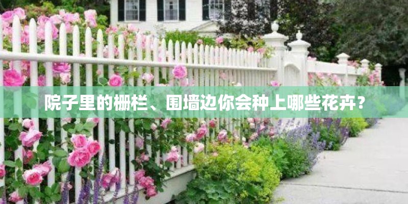 院子里的栅栏、围墙边你会种上哪些花卉？