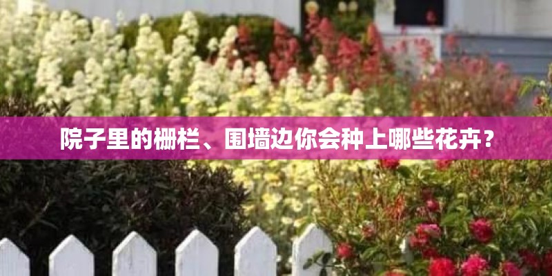 院子里的栅栏、围墙边你会种上哪些花卉？