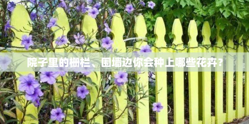 院子里的栅栏、围墙边你会种上哪些花卉？