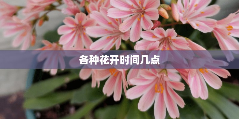 各种花开时间几点