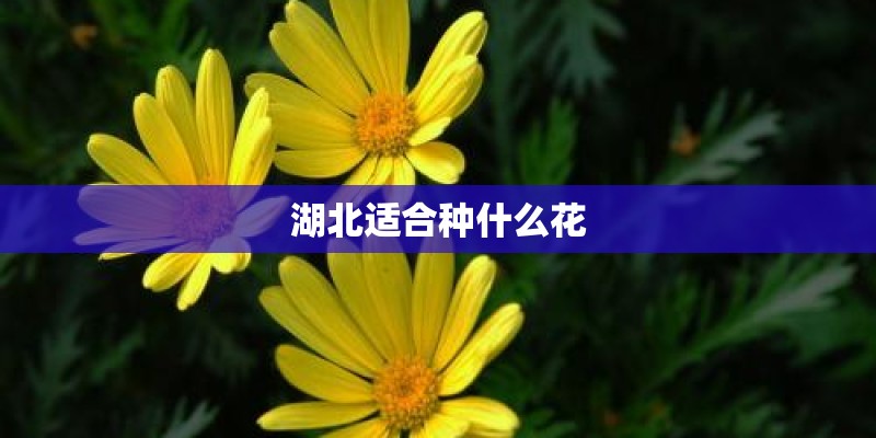 湖北适合种什么花