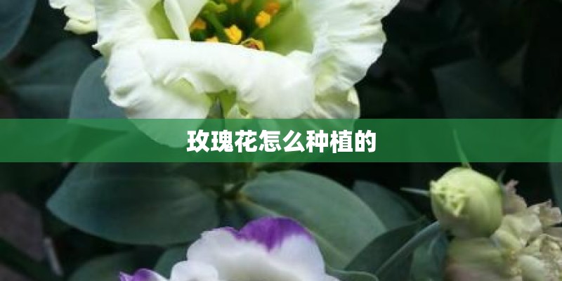 玫瑰花怎么种植的