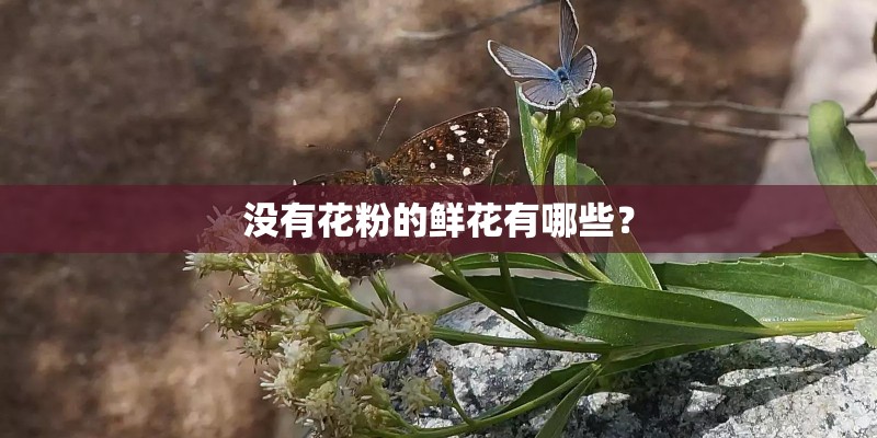 没有花粉的鲜花有哪些？