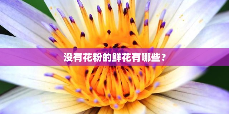 没有花粉的鲜花有哪些？