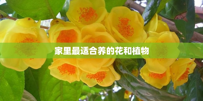 家里最适合养的花和植物