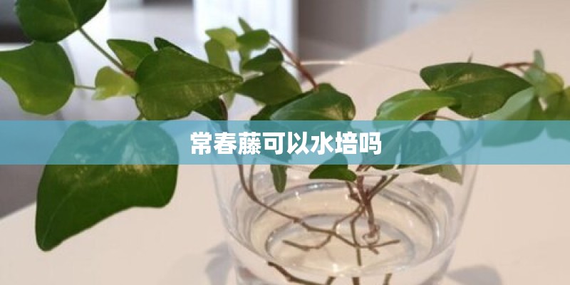 常春藤可以水培吗