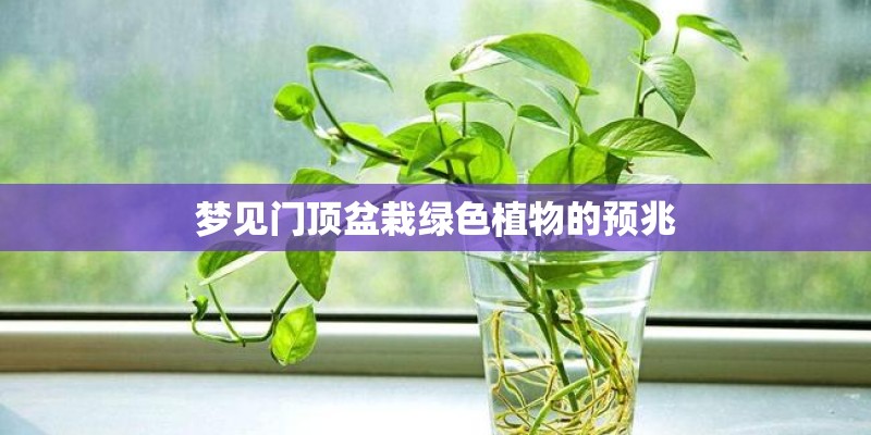 梦见门顶盆栽绿色植物的预兆