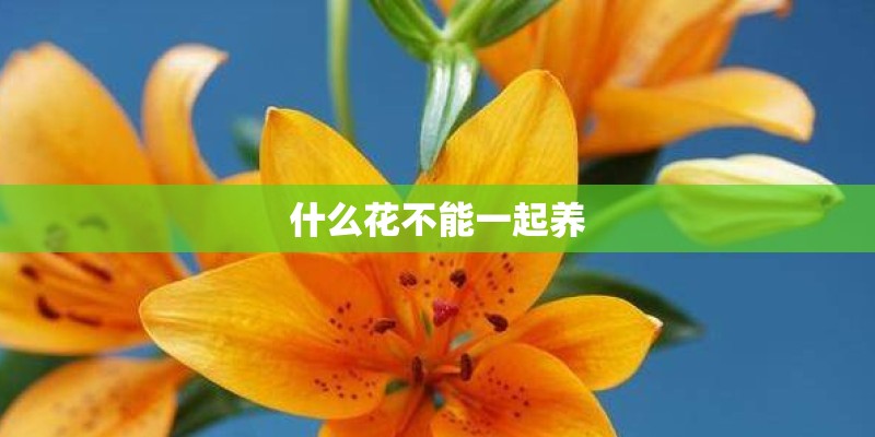 什么花不能一起养