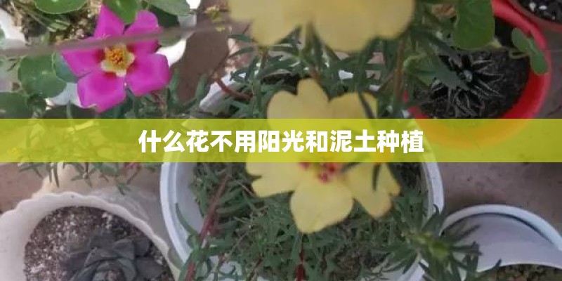 什么花不用阳光和泥土种植