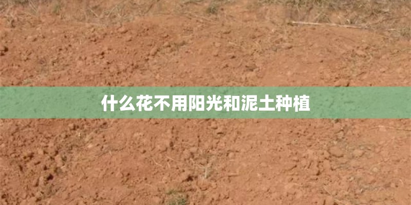 什么花不用阳光和泥土种植